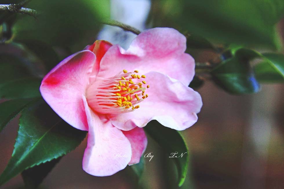 Camellia Sukiya js5x