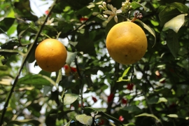 温室のレモンの木０４